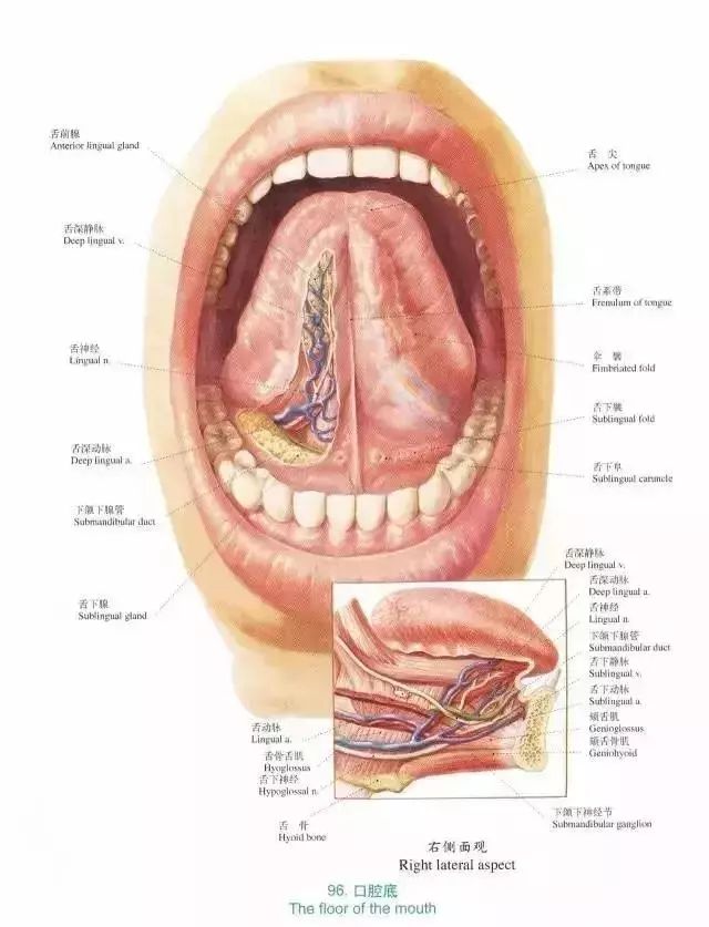 口腔手绘解剖图图片
