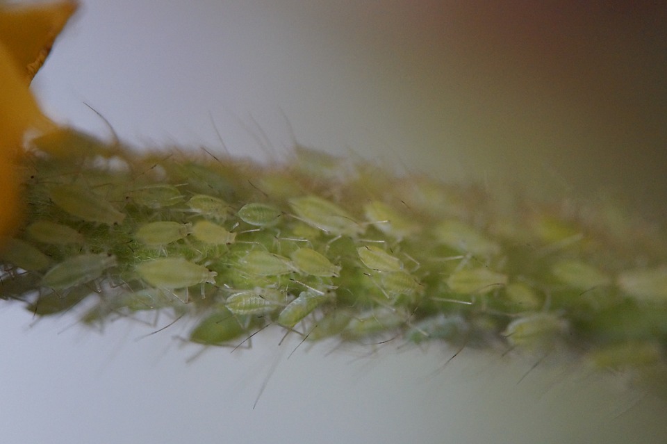 花卉有害生物防治之蚜蟲防治