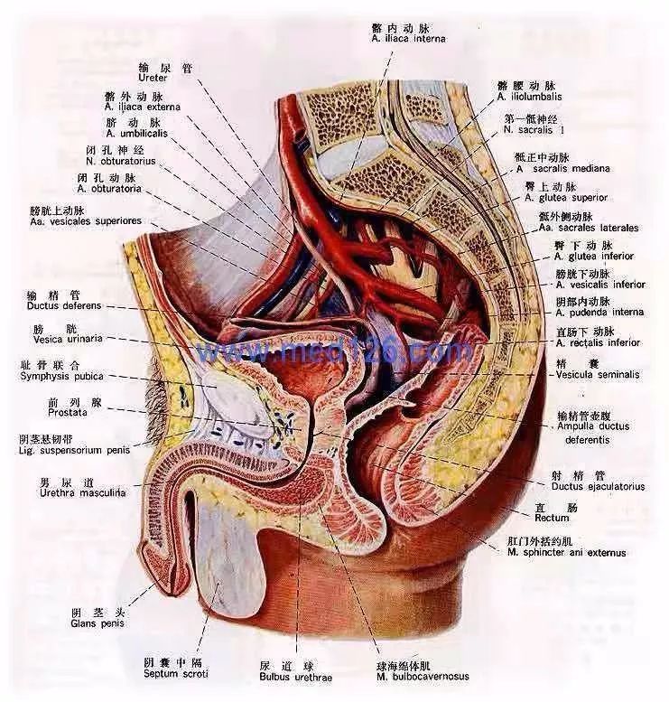 男性尿道位置图片