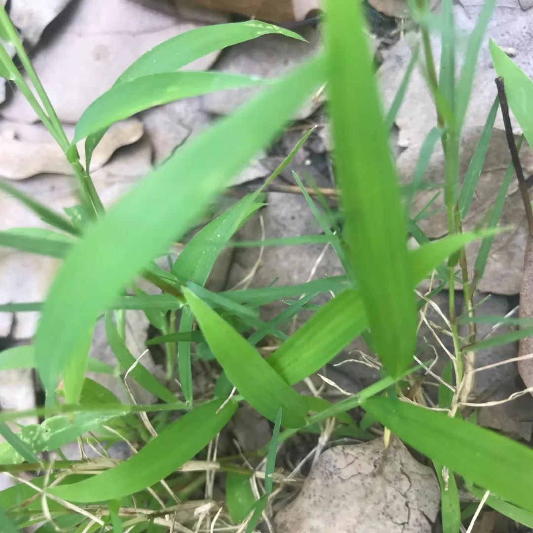 西浦草木(一百五十一)——马唐