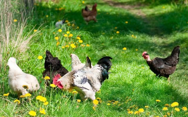 养鸡技术|果园放养鸡管理要点
