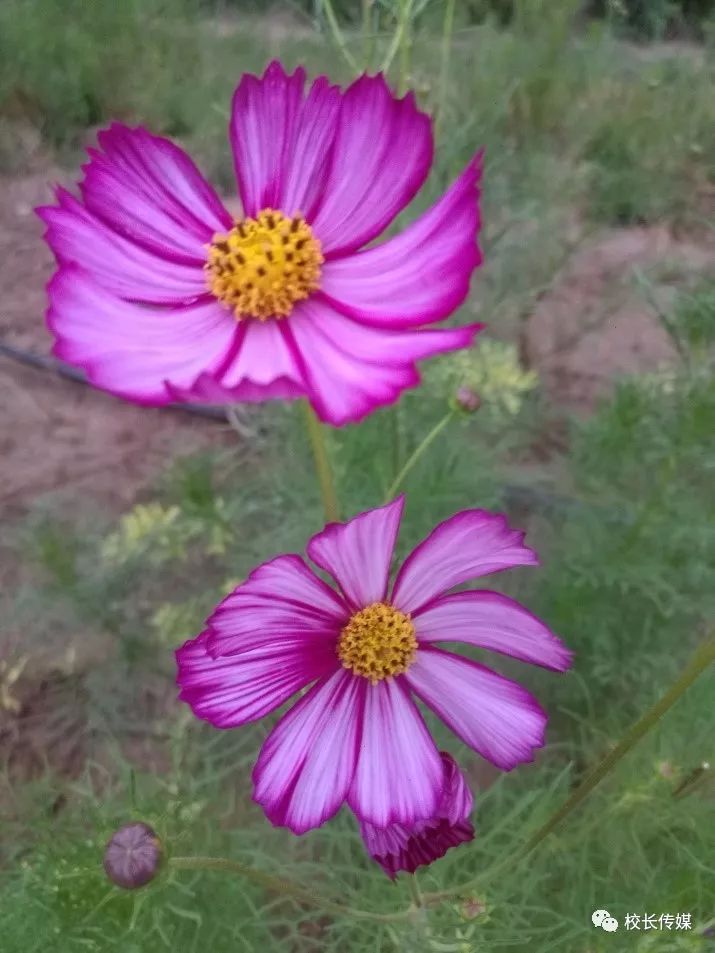 谈五莲二中上央视《新闻周刊》原创作者|马成先五莲县教体局装死龟缩