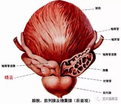 男科專家話你知:得了前列腺炎是否會影響生育?