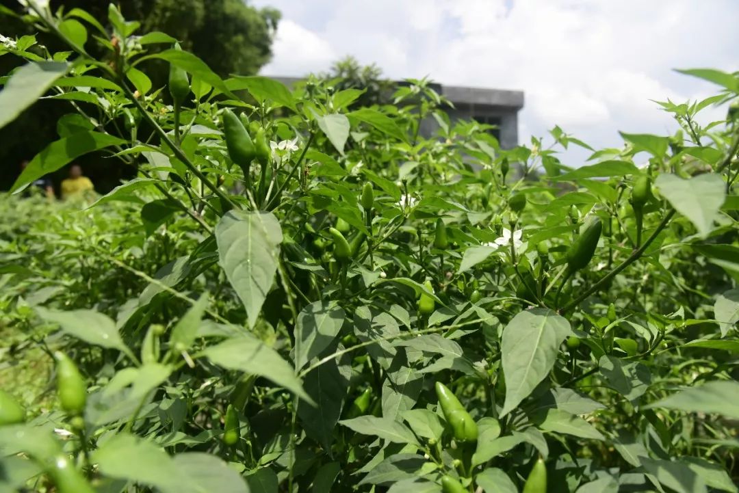 一畝地可以種植辣椒苗18盤,所有苗由中國辣都(蝦子)辣椒智慧產業園