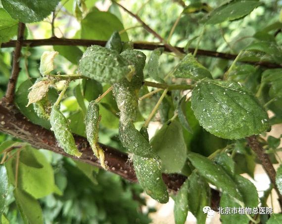 盆栽叶片为何会皱缩畸形