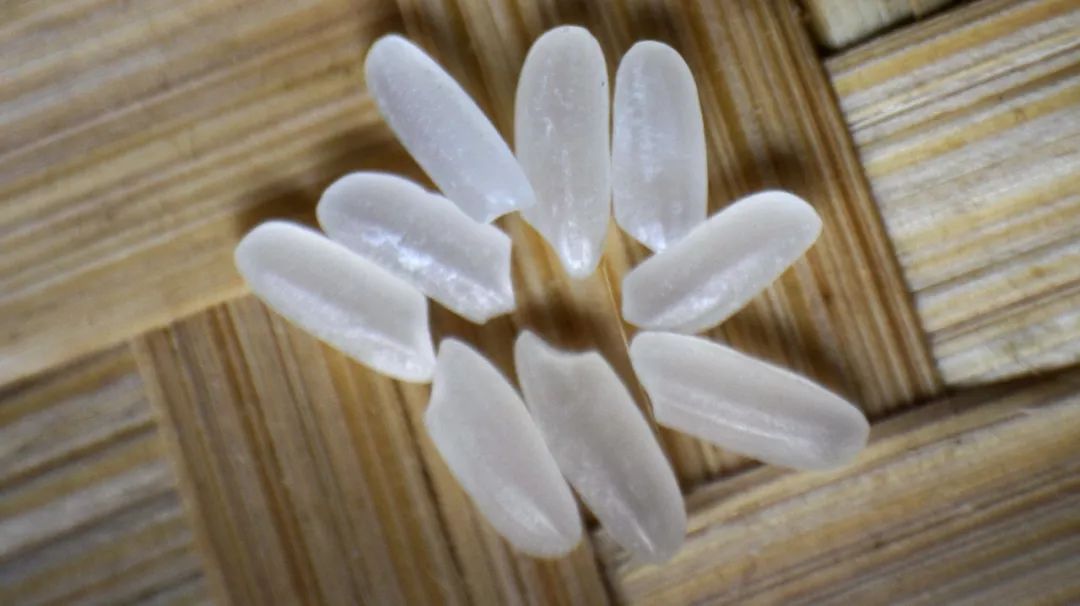 天下安|你知道怎样区分早稻晚稻吗?