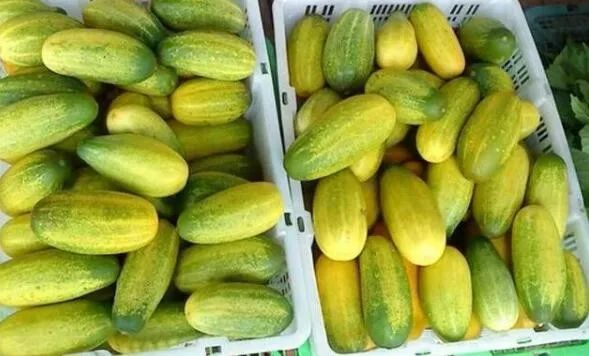 它叫黄瓜,但为啥是绿色的?_石勒