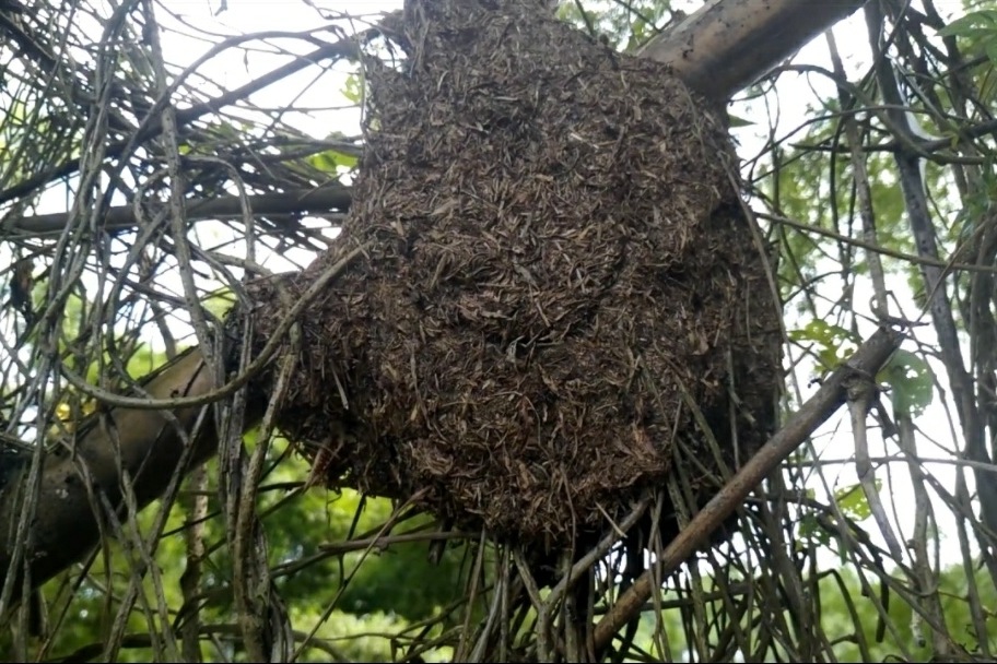 发现一个黑蚂蚁巢要不要拿回去泡酒对男的很补肾