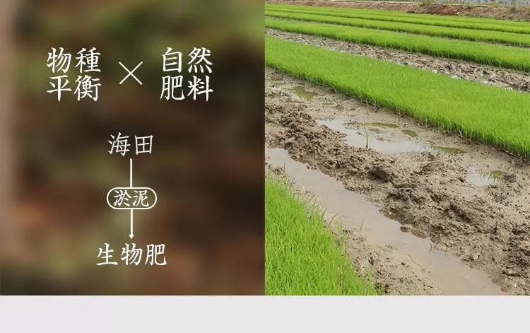 决心培育出一种能在盐碱地生长的大米