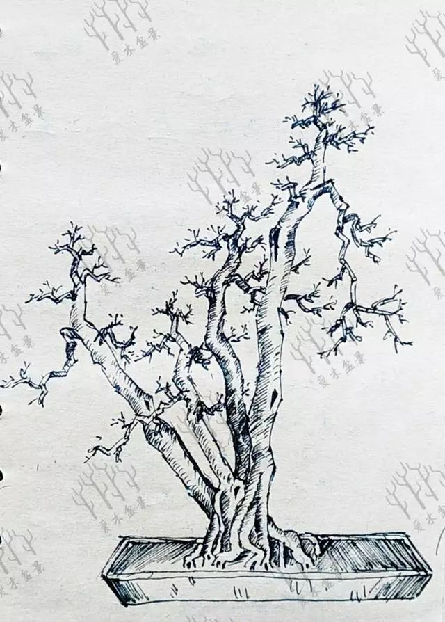 盆景设计i对节白蜡双杆设计不一样的破面处理方案