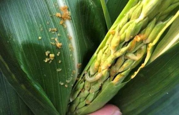 专家预测2019下半年玉米虫病害更重