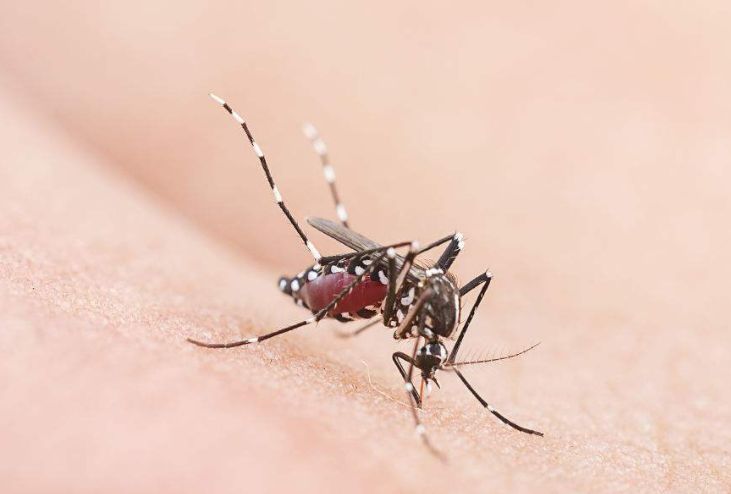 女孩患流行性乙型脑炎一查竟是蚊子惹的祸王女士直到半个月后才确诊患