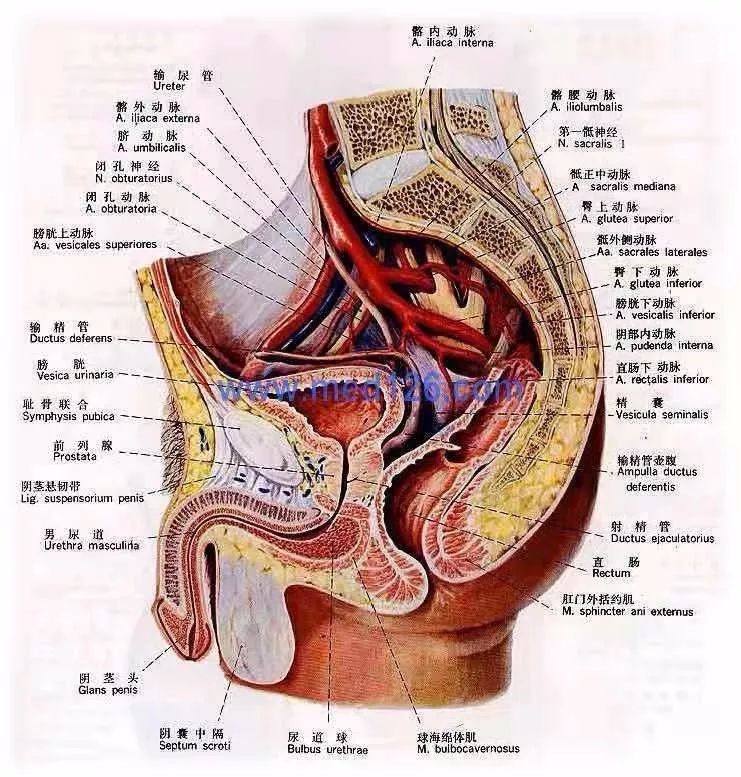 男性尿道分段图片