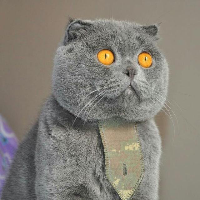 好一张大饼脸大脸猫的忧伤你不懂