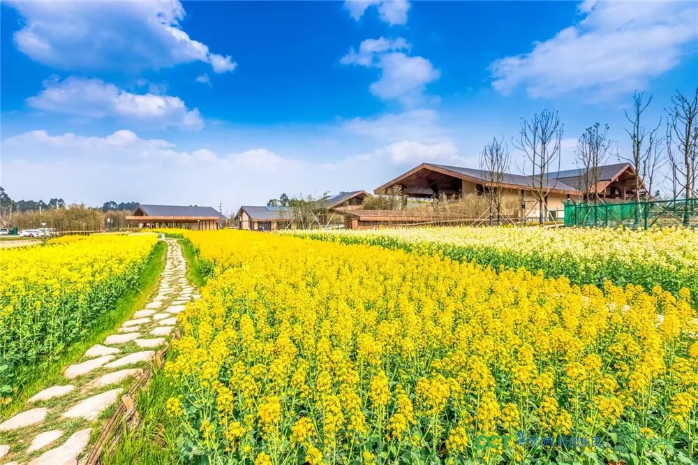 3日5万人聚集华侨城欢乐田园有何奥秘