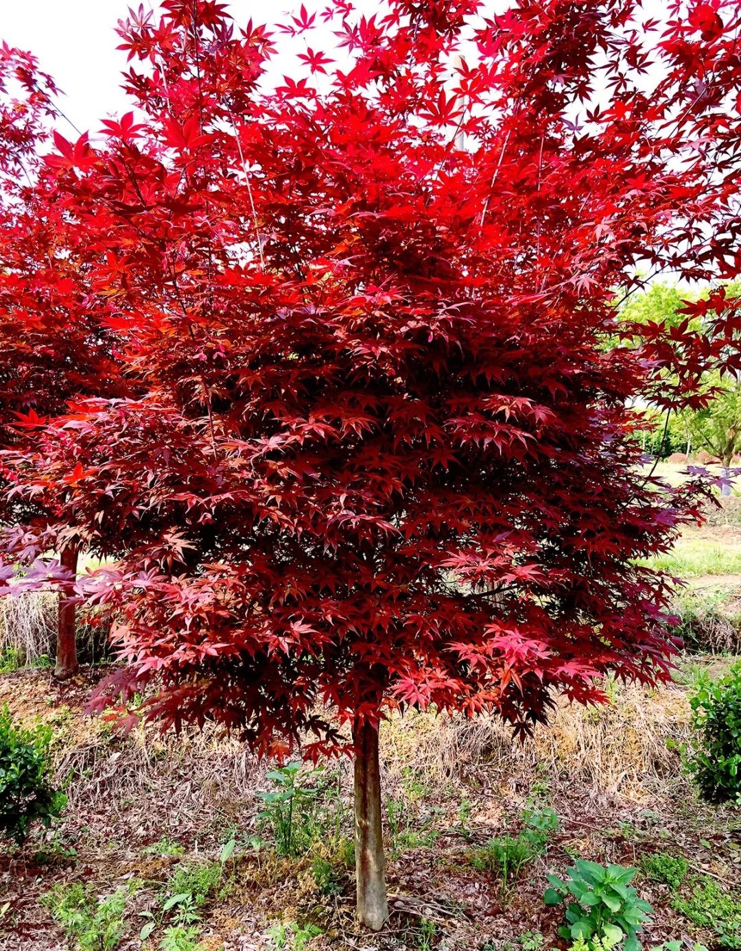 九農花木園藝場日本紅楓三季紅實物拍攝圖片