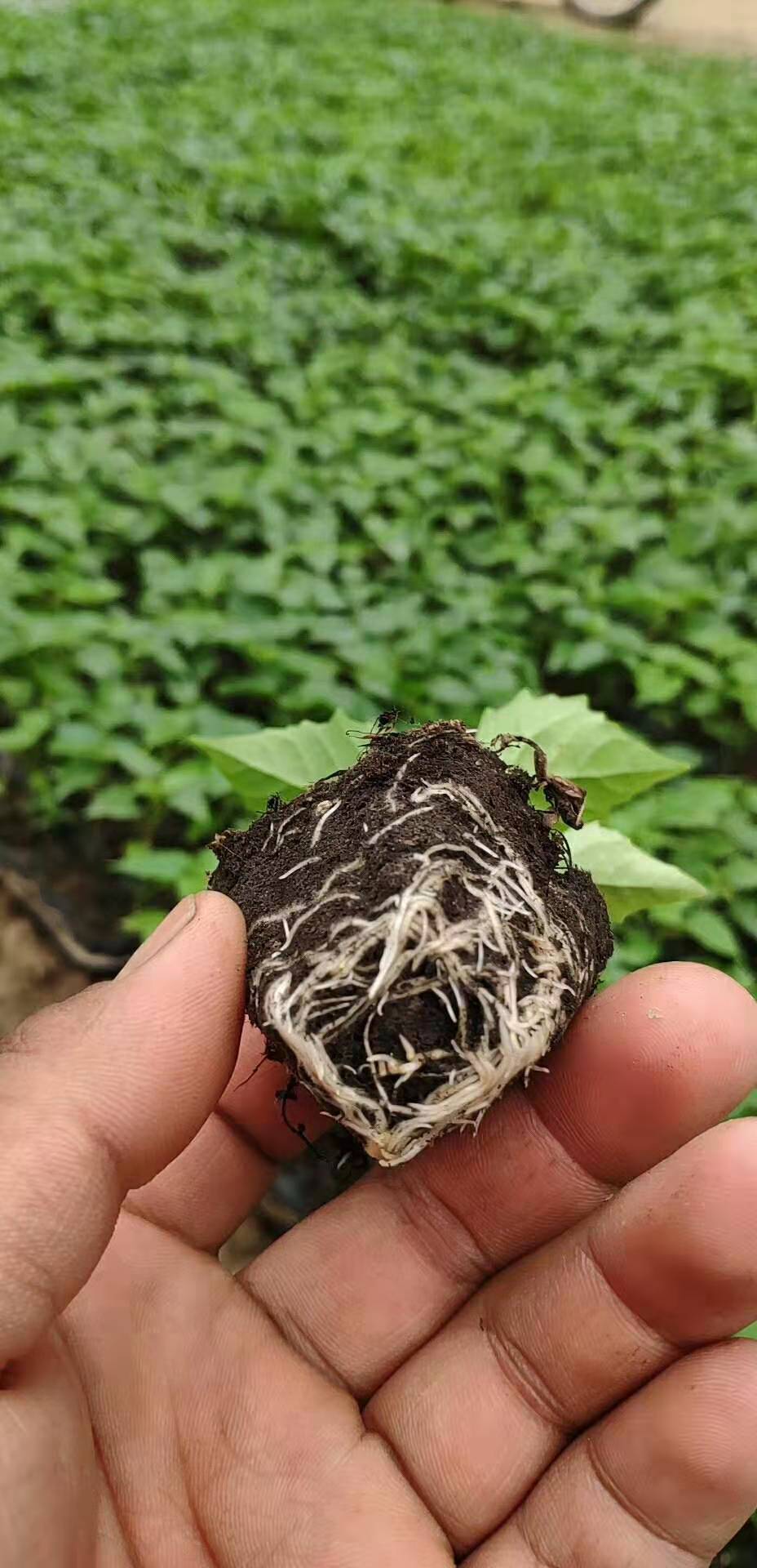 3公分4公分5公分楸树价格行情楸树种子多少钱斤