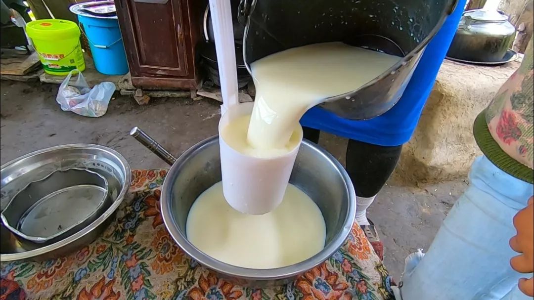 新疆天山下有户哈萨克牧民,女人每天都要挤牛奶,10元可买一脸盆