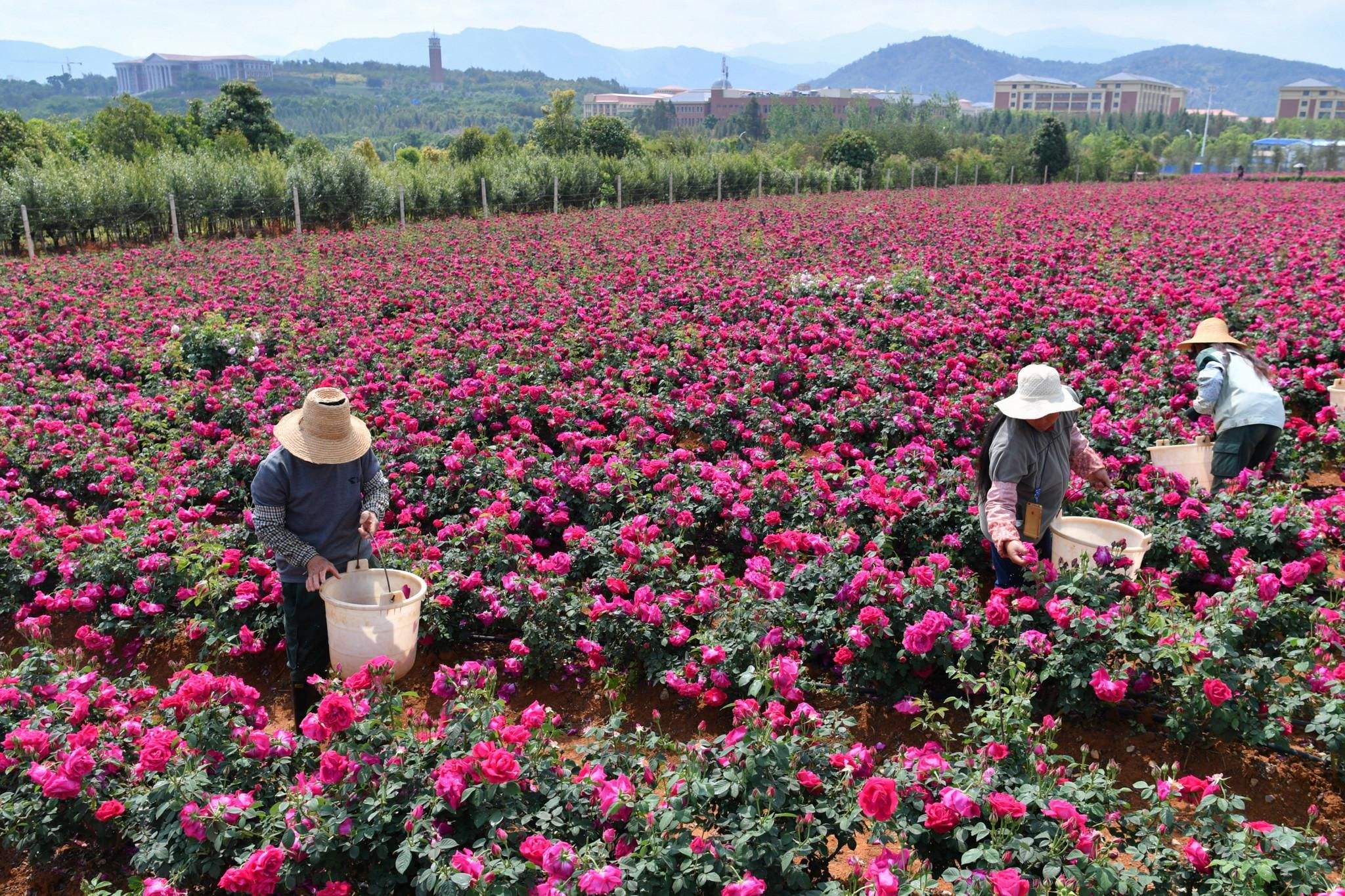 郑州玫瑰花种植基地图片