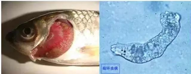 别以为寄生虫只分内外寄这23种给大家普及一下