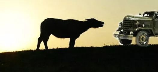 微故事沙漠真情很多时候人不如牲口