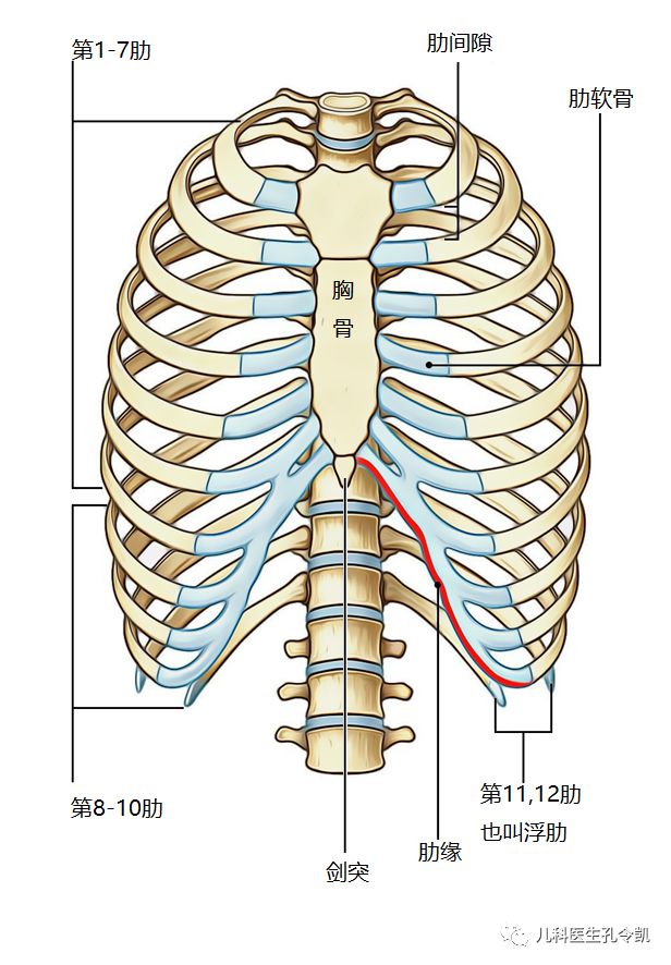肋骨排列顺序数字图图片