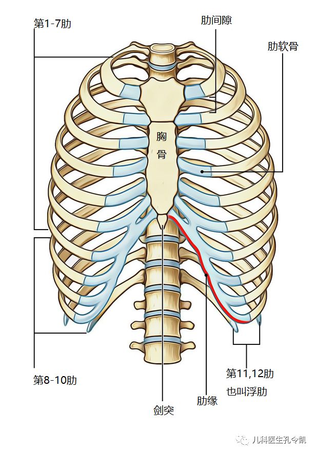 宝宝肋骨中间有个骨头图片