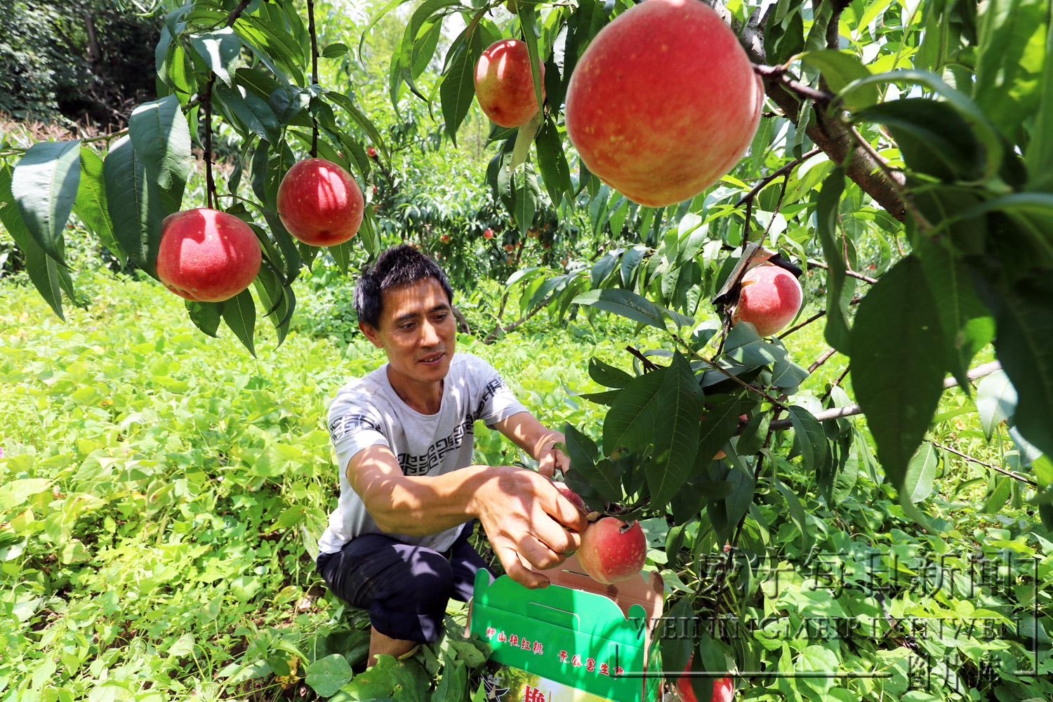 炉山镇溪街村艳红桃种植基地