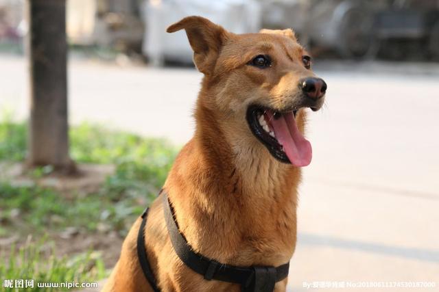 秦始皇一统中原时有个典故:秦朝丞相李斯临刑哀叹:"吾欲与若复牵黄犬