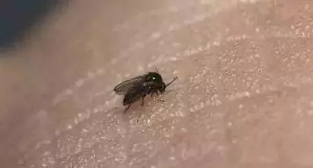 有一种小飞虫叫"蠓",它能把你咬到"懵"……_蠓虫
