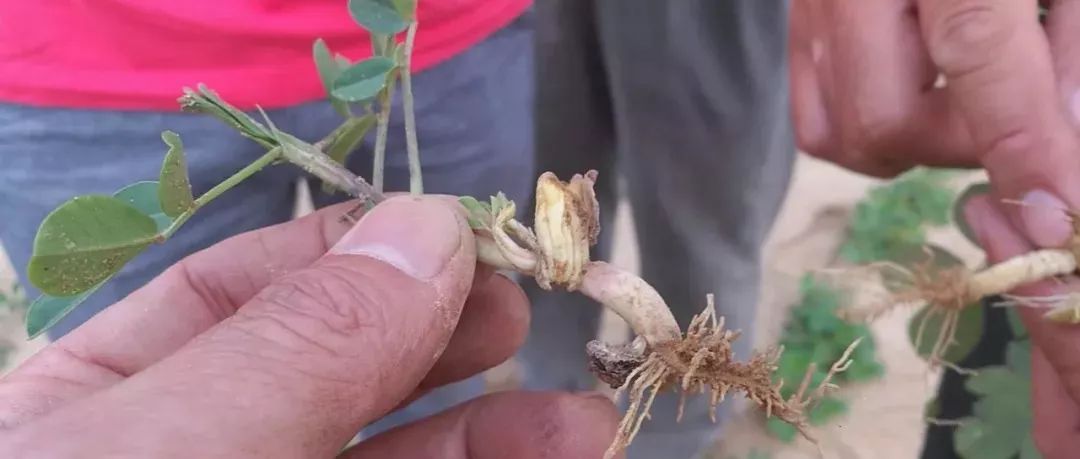 乙草胺药害花生田以往的花生上使用的苗前封闭除草剂大多数都是扑草净