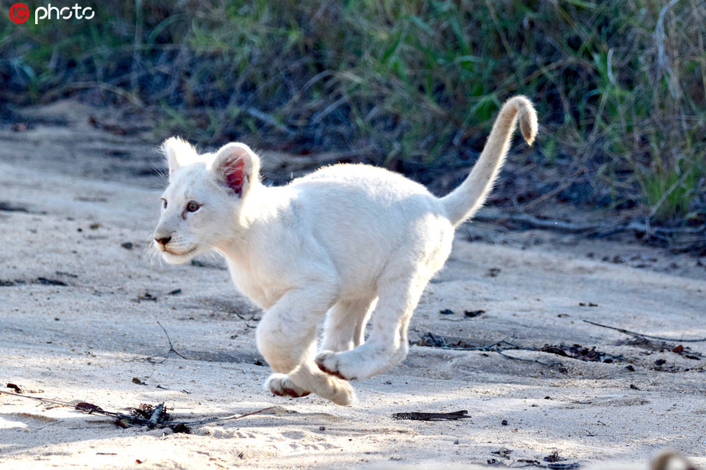 克鲁格国家公园游览时捕捉到一头小白狮,要知道,目前已知的野生白狮