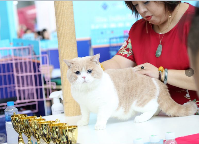 福利第22届亚洲宠物展官宣丨文末总是惊喜