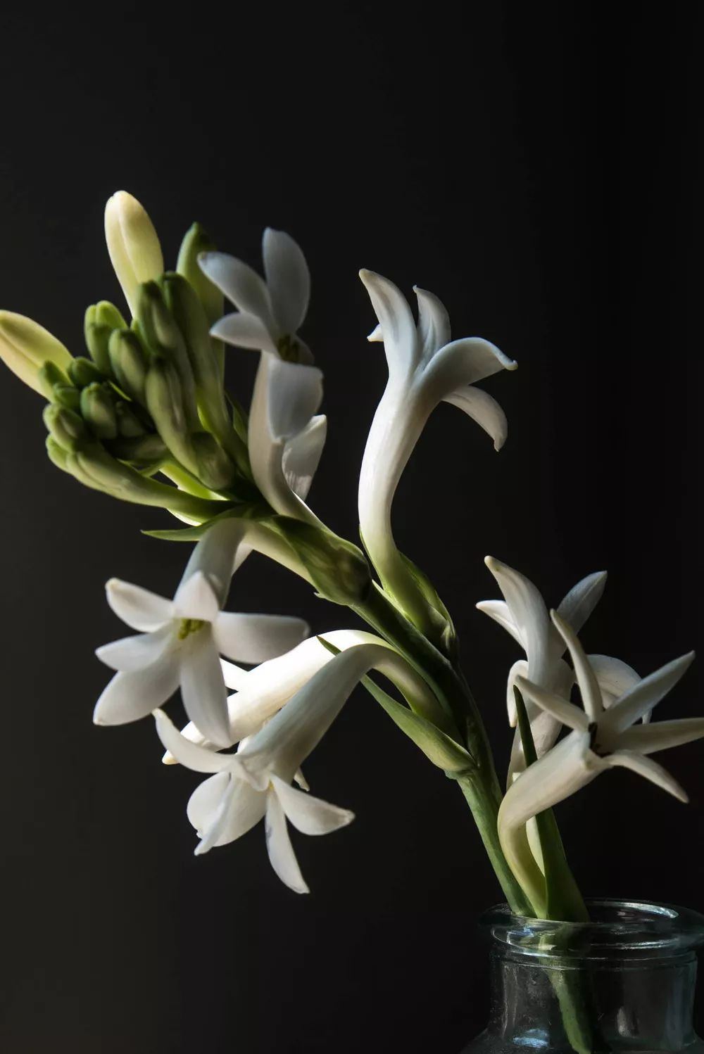 晚香玉肯定利用某些气味特征,让我们穿越时间空间,达成了共识.