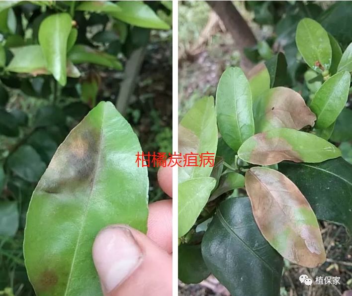 原创深度解析炭疽病学会这一招炭疽病轻松搞定