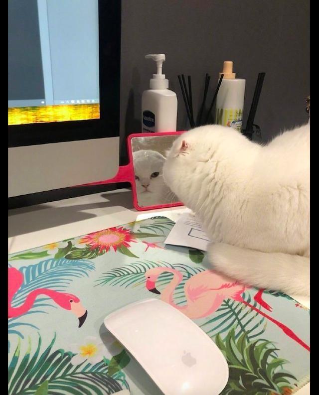 猫对着镜子看自己,最后还鬼魅一笑,陷入自己美颜无法自拔了吗?