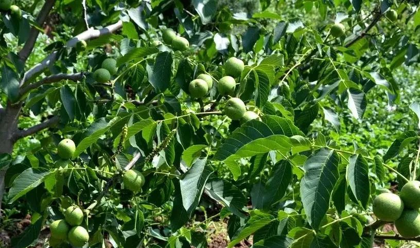 4亩,户均15亩,全村实现了核桃种植全覆盖.