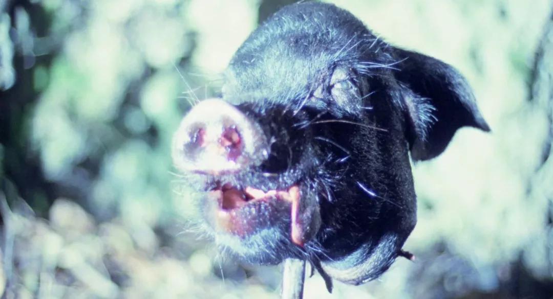 蝇王即将开拍一群孩子的荒岛求生告诉你人性本恶