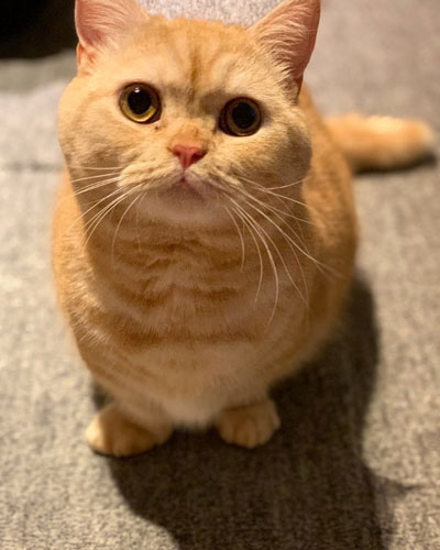 原创橘猫长了一张厌世脸主人领养一年惊喜发现它藏得很深