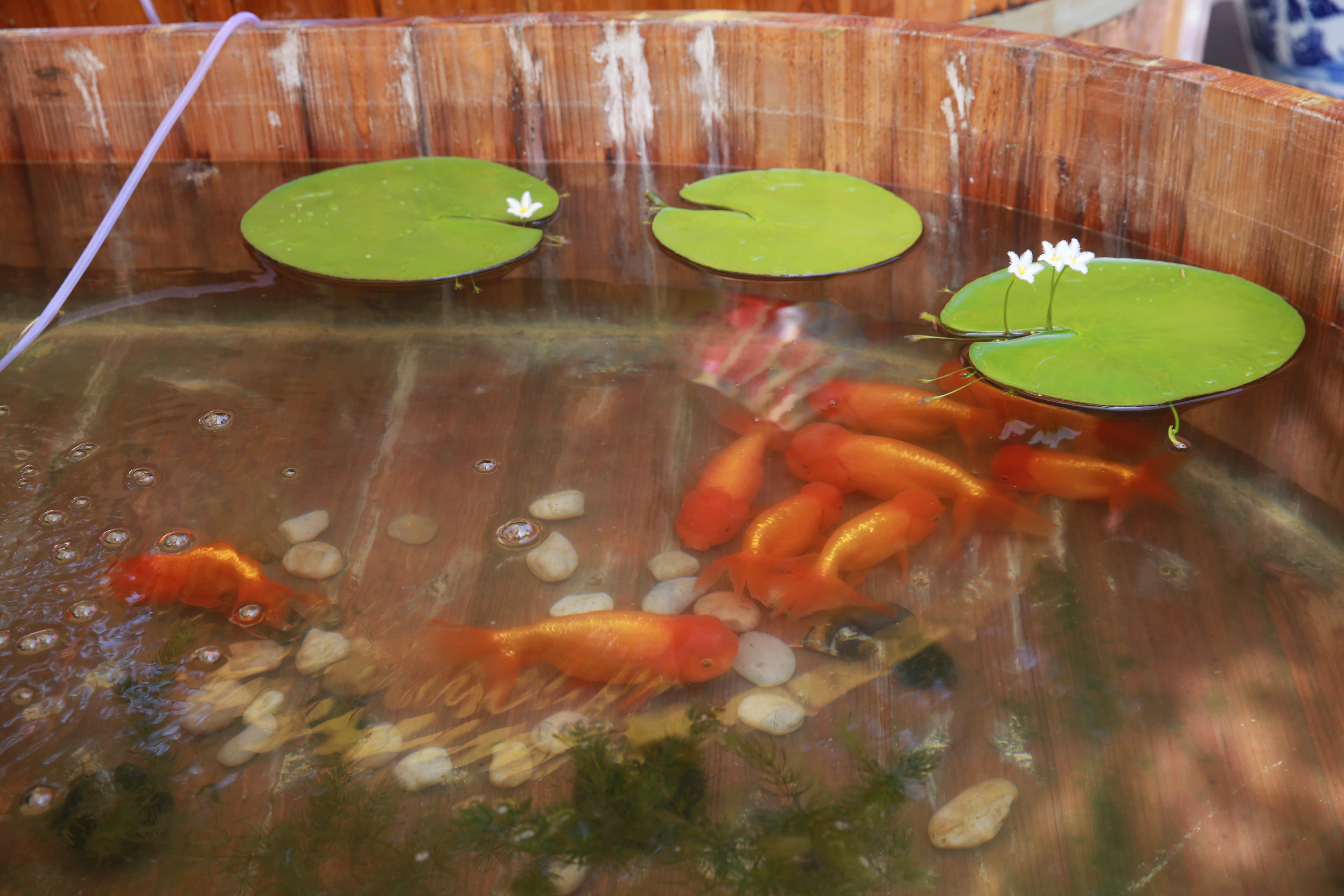 "木海观鱼"趣景重现北京故宫_金鱼