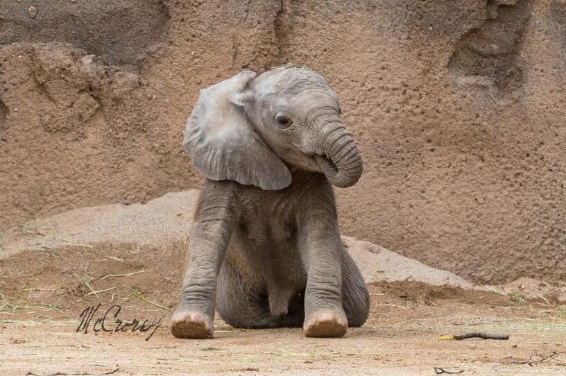 大象宝宝会吮吸它们的鼻子,▼哈哈哈哈,直接趴着好可爱啊猫头鹰宝宝是