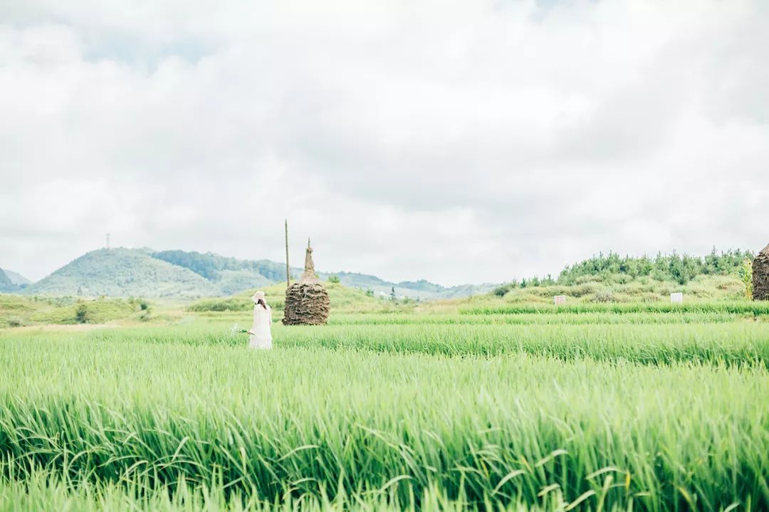 微风吹过的那片稻田藏着荔波最美的夏天