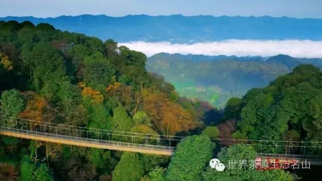 茶都名山森林康养以茶为底以林为本绿色资源实现可持续发展