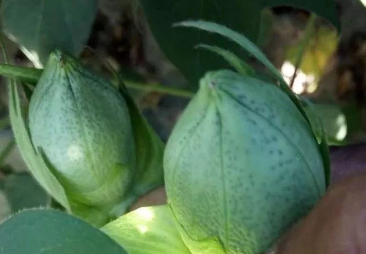 畸形棉桃形成的原因和危害