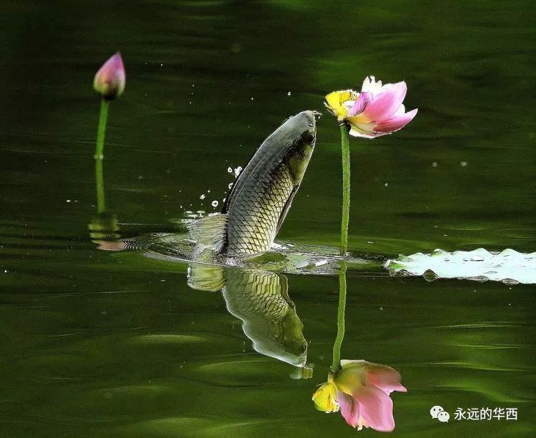 池塘清清鱼戏荷