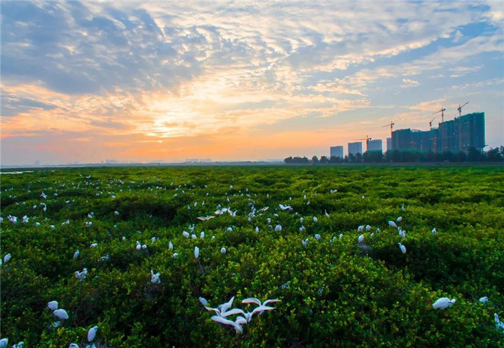 新品发布730中信国安北海第一城翡丽湾惊艳亮相北海