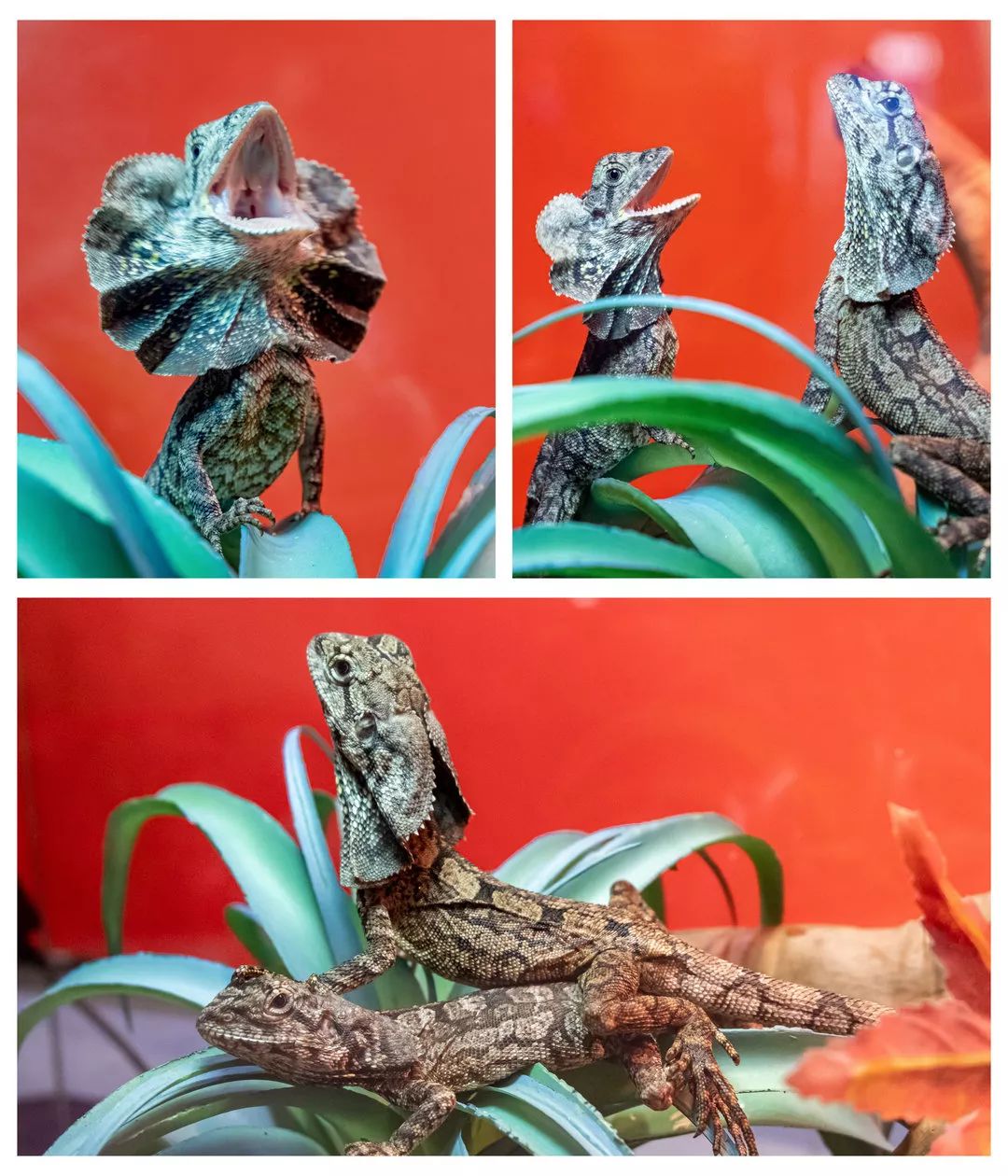 7号 《伞蜥》 刘水祥作品说明:大家看看我的"剪刀手"是不是很特别?