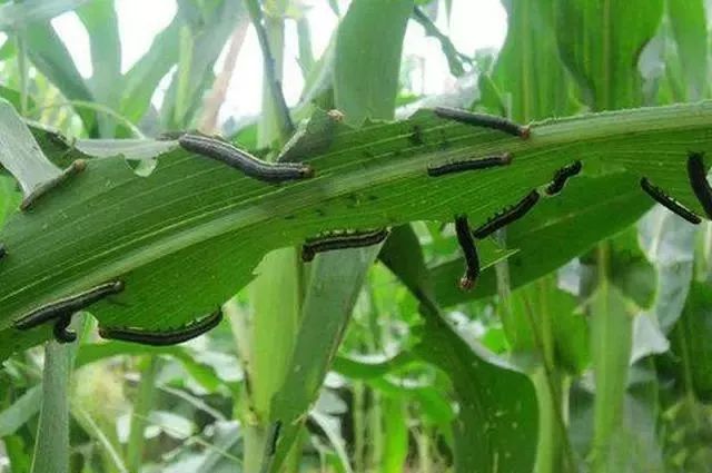 帮豪61分享玉米遇到以下虫害一定要及时处理