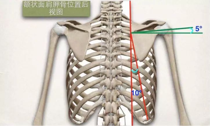 ① 假设会员肩胛骨下角内侧端离上图这条垂直线也就是这个10℃夹角