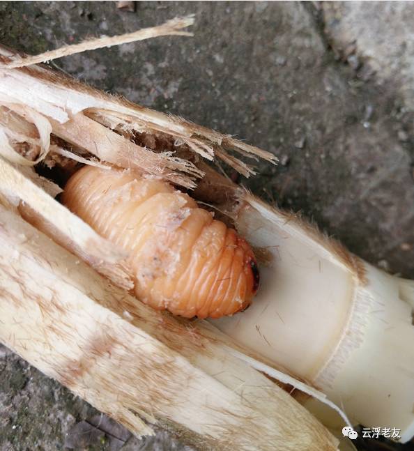 藏在德庆大山中的人间珍稀美食笋虫笋蛆你试过未